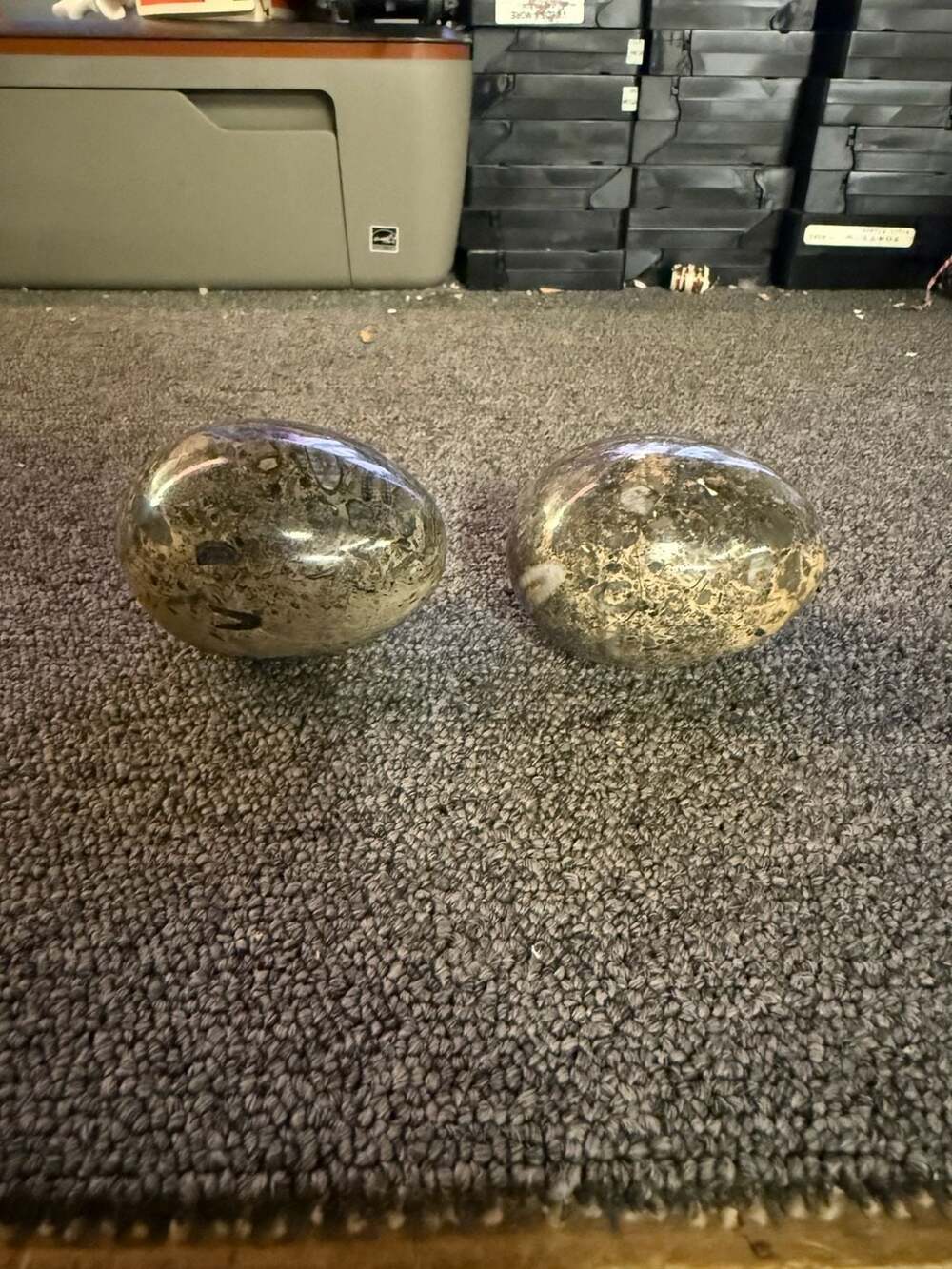 Set of Two Polished Orthoceras Fossil Marble Eggs